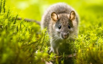 Usturoiul, soluția simplă și ieftină pentru a ține șobolanii departe În sezonul de primăvară, când rozătoarele devin mai active, o metodă simplă și accesibilă pentru a proteja casele și grădinile de invazia șobolanilor câștigă teren