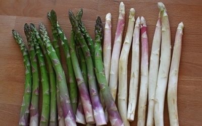 Scandal în Italia: Restaurantele din Bassano refuză sparanghelul „prematur” Un conflict aprins a izbucnit în regiunea Bassano, Italia, unde 25 de proprietari de restaurante au hotărât să refuze sparanghelul comercializat înainte de debutul oficial al sezonului