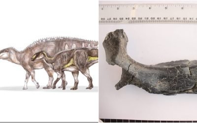 Descoperire remarcabilă în Țara Hațegului: O nouă specie de dinozaur, veche de 70 de milioane de ani O nouă specie de dinozaur erbivor, cu un cioc asemănător cu cel al unei rațe, a fost descoperită în Geoparcul Internațional UNESCO Țara Hațegului, în județul Hunedoara