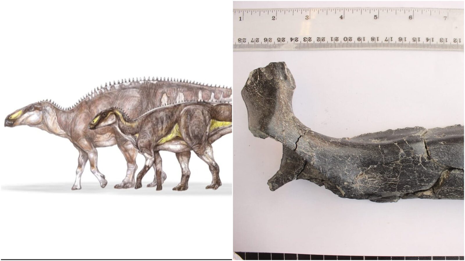 Descoperire remarcabilă în Țara Hațegului: O nouă specie de dinozaur, veche de 70 de milioane de ani O nouă specie de dinozaur erbivor, cu un cioc asemănător cu cel al unei rațe, a fost descoperită în Geoparcul Internațional UNESCO Țara Hațegului, în județul Hunedoara