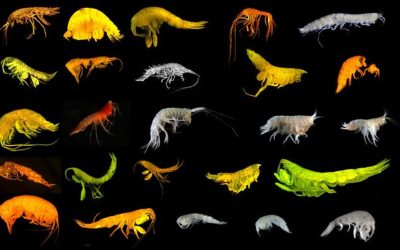 Descoperire majoră în adâncurile oceanului Pacific: 24 de specii noi de amfipode Un grup de cercetători a făcut o descoperire importantă în zona Clarion-Clipperton (CCZ) din centrul Oceanului Pacific, identificând 24 de specii noi de amfipode de mare adâncime