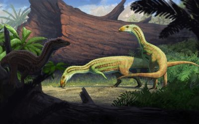 Stramos bizat de crocodil, biped: Descoperire uimitoare
