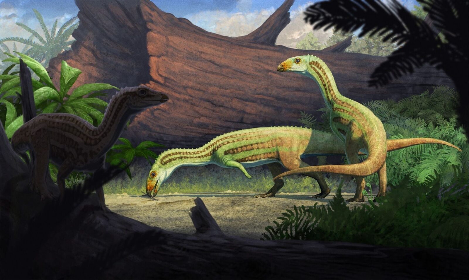Stramos bizat de crocodil, biped: Descoperire uimitoare