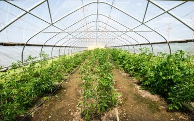 La ce temperatură plantezi roșiile și ardeii în solar