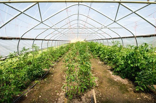 La ce temperatură plantezi roșiile și ardeii în solar