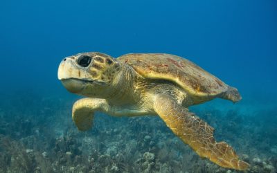 O țestoasă marină a călătorit mii de kilometri prin Atlantic pentru a ajunge în Caraibe O țestoasă boba, botezată Diana, a parcurs peste 6.000 de kilometri prin Oceanul Atlantic, traversând din Ceuta, Spania, până în Caraibe