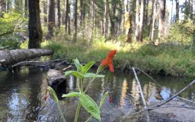O plantă a evoluat rapid pentru a supraviețui unei secete severe, un fenomen fără precedent Un studiu recent, publicat în revista Science, a documentat un tip de evoluție rapidă, nemaivăzut până acum în sălbăticie, în cazul unei specii de plante din vestul Statelor Unite