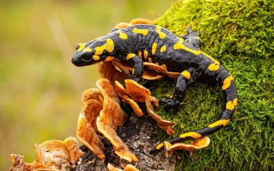 De ce unele salamandre preferă frigul: O cercetare explică mecanismul din spatele adaptării Capacitatea de a simți temperatura mediului este vitală pentru supraviețuirea animalelor