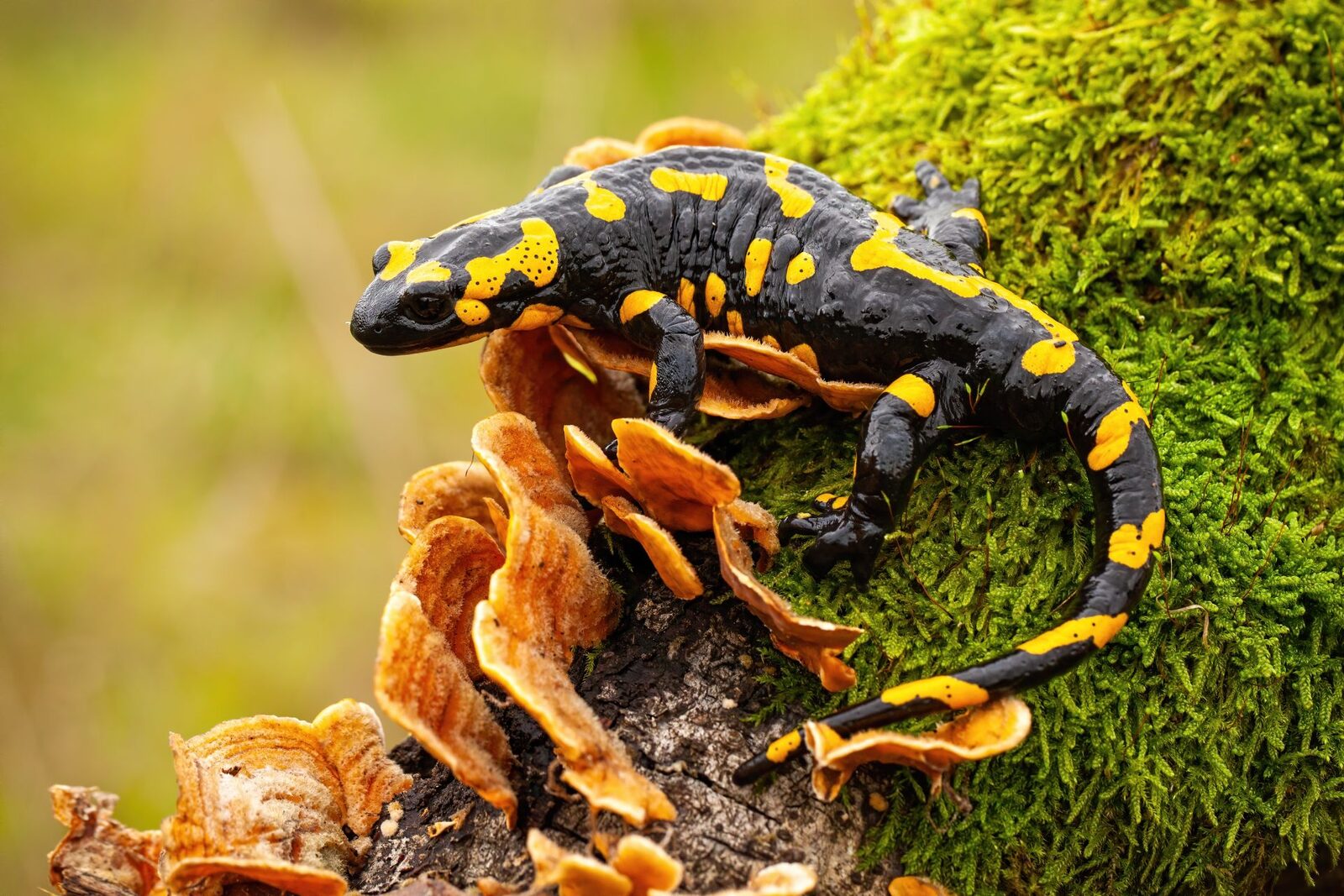 De ce unele salamandre preferă frigul: O cercetare explică mecanismul din spatele adaptării Capacitatea de a simți temperatura mediului este vitală pentru supraviețuirea animalelor