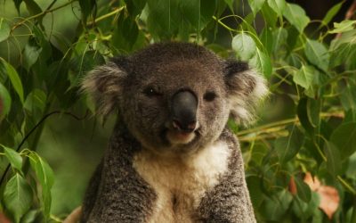 Koala, salvați de la dispariție: Cum au reușit să-și revină