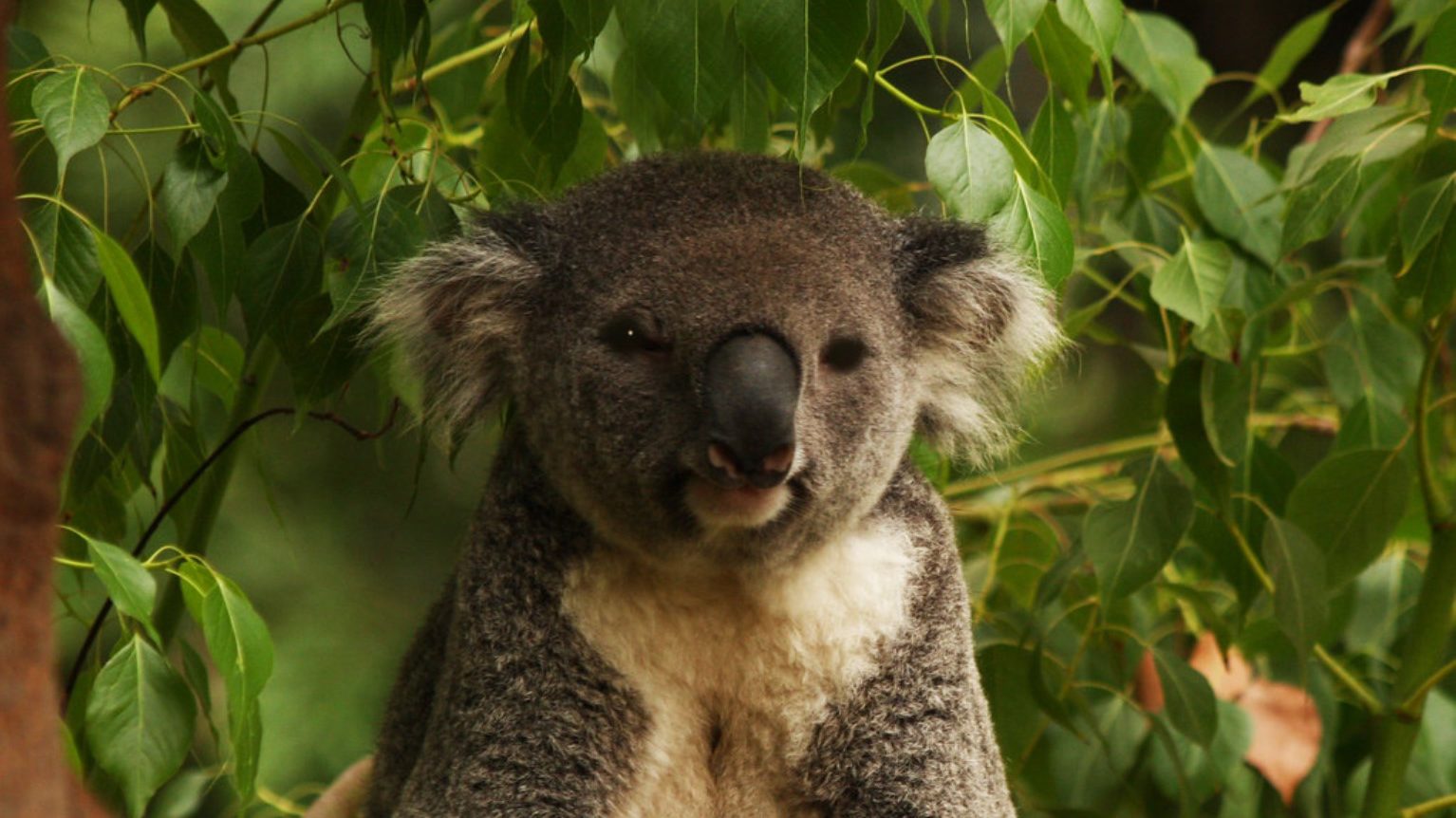 Koala, salvați de la dispariție: Cum au reușit să-și revină