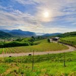 Româncele conduc 240 de companii în zona Siena, Toscana