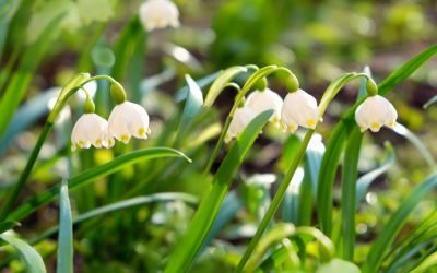 Vremea se schimbă: ANM anunță cum va fi vremea în următoarele patru săptămâni Administrația Națională de Meteorologie (ANM) a publicat marți prognoza meteo pentru următoarele patru săptămâni, oferind o perspectivă asupra evoluției vremii în România