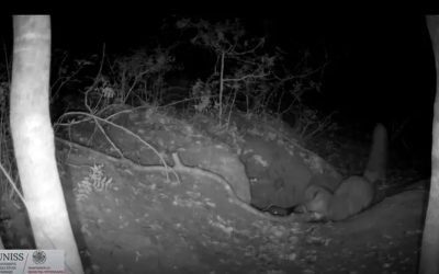 O vulpe roșie a fost surprinsă într-un videoclip, considerat o premieră mondială, în timp ce vânează un pui de lup cenușiu, într-o rezervație naturală italiană