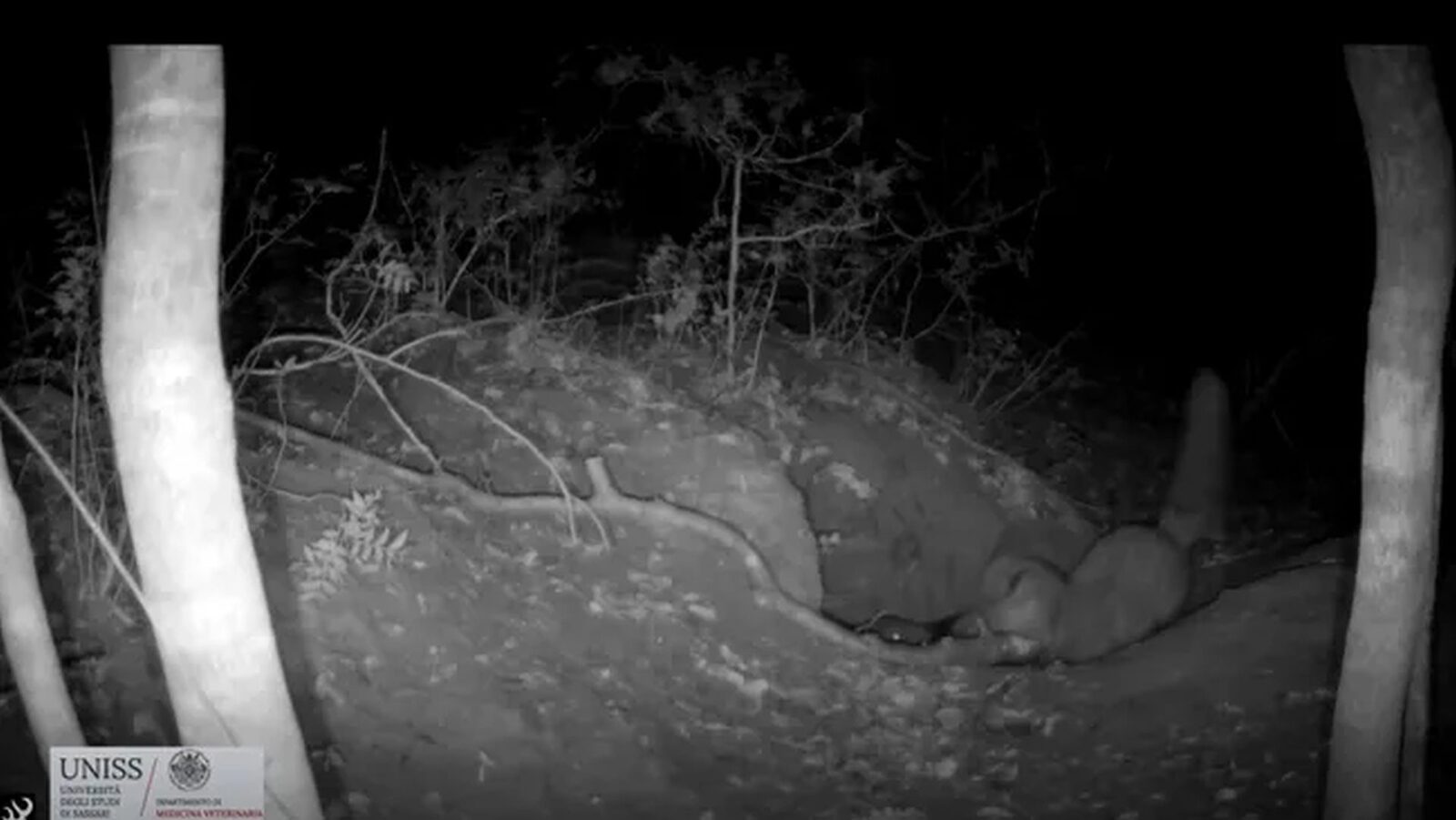 O vulpe roșie a fost surprinsă într-un videoclip, considerat o premieră mondială, în timp ce vânează un pui de lup cenușiu, într-o rezervație naturală italiană