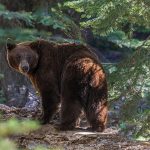 Ursul, VÂNĂTOARE DUBLĂ în 2026: Decizie controversată la Camera Deputaților