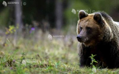 Patrule mixte la Câmpina, după atacurile urșilor: Măsuri de siguranță