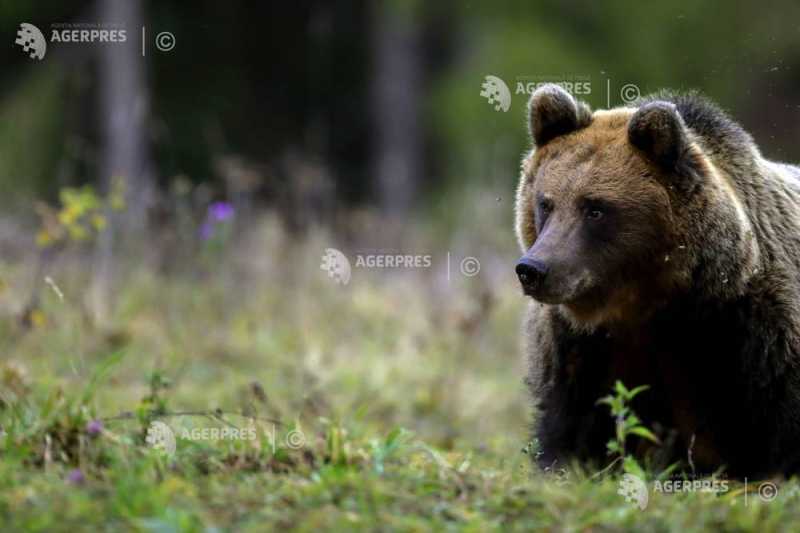 Patrule mixte la Câmpina, după atacurile urșilor: Măsuri de siguranță