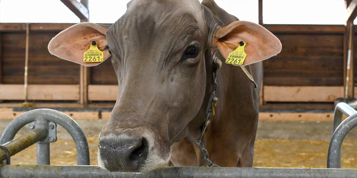 Vaci de 3,2 milioane de euro, moarte subit: Fermierii, în șoc