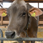 Vaci de 3,2 milioane de euro, moarte subit: Fermierii, în șoc