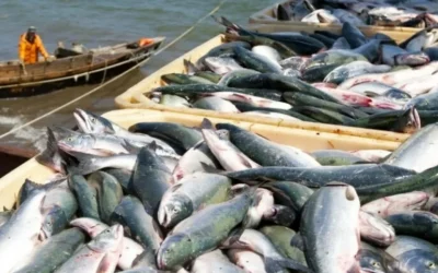 Producția de pește din România se prăbușește, în timp ce acvacultura globală înregistrează creșteri spectaculoase