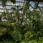 Plantele se hrănesc cu praf atmosferic: O descoperire revoluționară