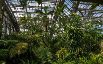 Plantele se hrănesc cu praf atmosferic: O descoperire revoluționară