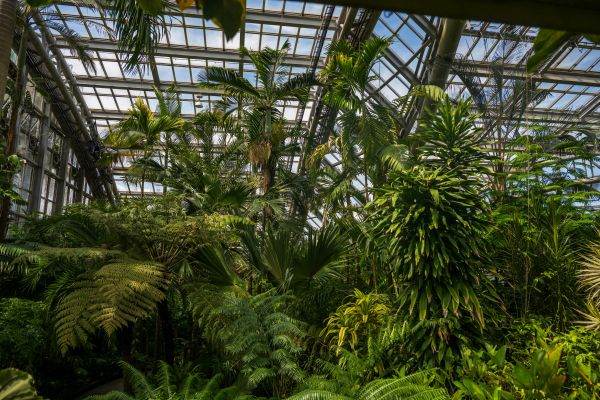 Plantele se hrănesc cu praf atmosferic: O descoperire revoluționară