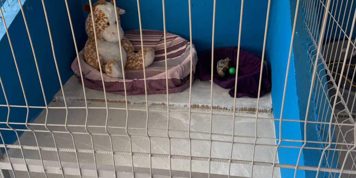 A apărut PRIMUL centru public de adopții pentru căței în județul Ilfov