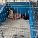 A apărut PRIMUL centru public de adopții pentru căței în județul Ilfov