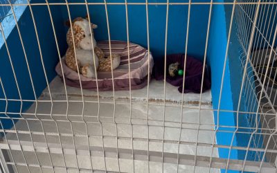 A apărut PRIMUL centru public de adopții pentru căței în județul Ilfov