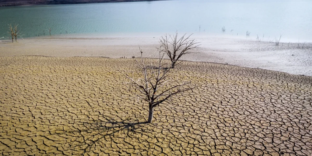 Smirna, o tradiție a faraonilor, dispare din cauza schimbărilor climatice