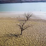 Smirna, o tradiție a faraonilor, dispare din cauza schimbărilor climatice