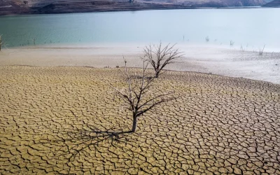 Smirna, o tradiție a faraonilor, dispare din cauza schimbărilor climatice