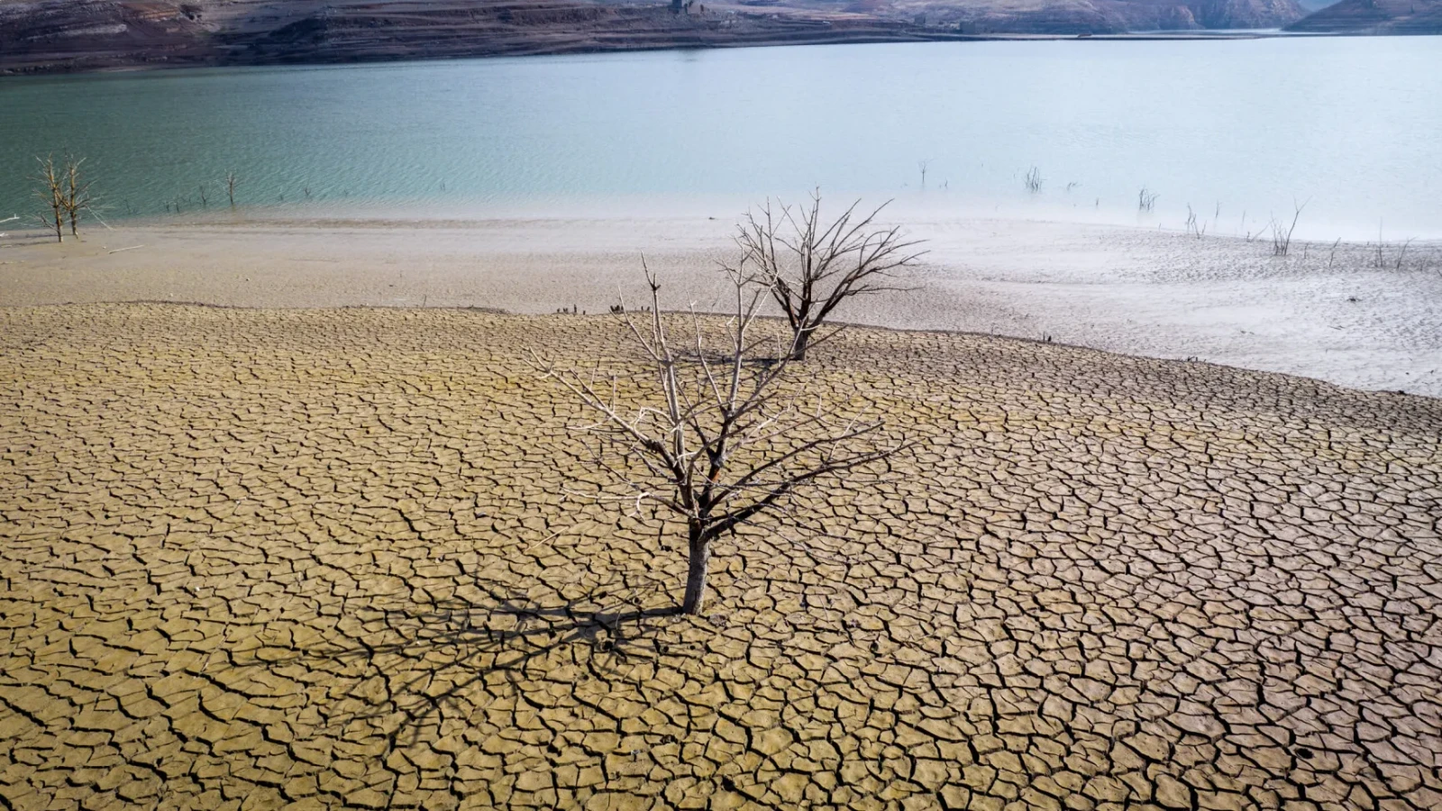 Smirna, o tradiție a faraonilor, dispare din cauza schimbărilor climatice