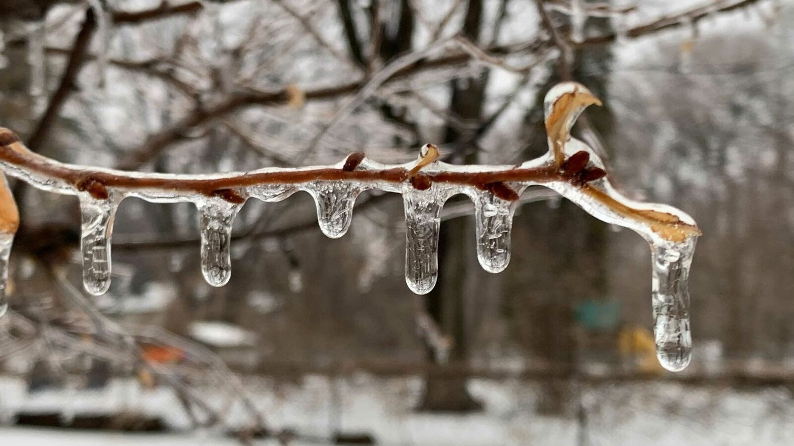 Școli în Minnesota, date peste cap de vremea rea: Zăpadă, lapoviță și gheață în prognoză!
