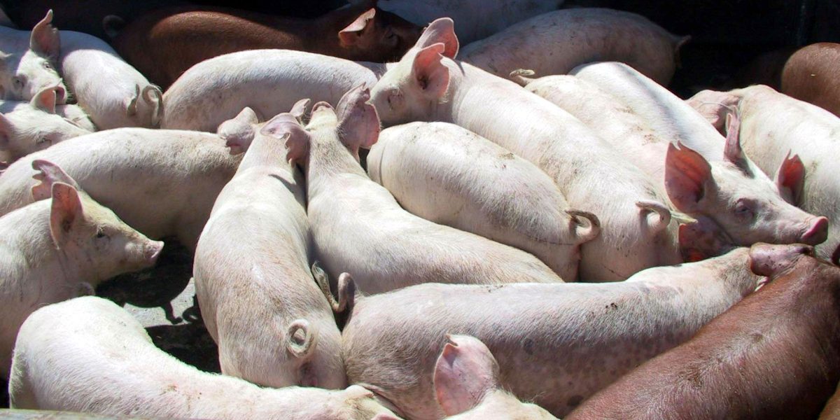 UE pierde teren în Asia, carnea de porc ucraineană cucerește Vietnam, Filipine, Singapore