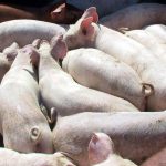 UE pierde teren în Asia, carnea de porc ucraineană cucerește Vietnam, Filipine, Singapore