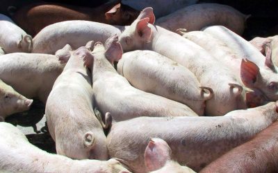 UE pierde teren în Asia, carnea de porc ucraineană cucerește Vietnam, Filipine, Singapore