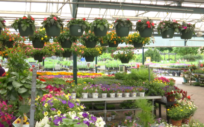 Grădinarii, alarmați: Gerul paște recoltele timpurii în România