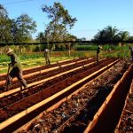 Cuba: Sectorul privat, verde la comerțul cu produse agricole