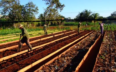 Cuba: Sectorul privat, verde la comerțul cu produse agricole
