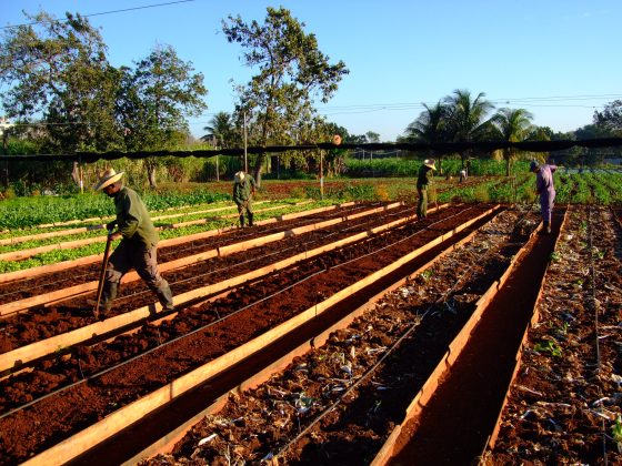 Cuba: Sectorul privat, verde la comerțul cu produse agricole