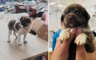 Autoritatea pentru Supravegherea și Protecția Animalelor (ASPA) București a preluat peste 600 de câini abandonați de pe domeniul public în primele trei luni ale acestui an, conform datelor oficiale