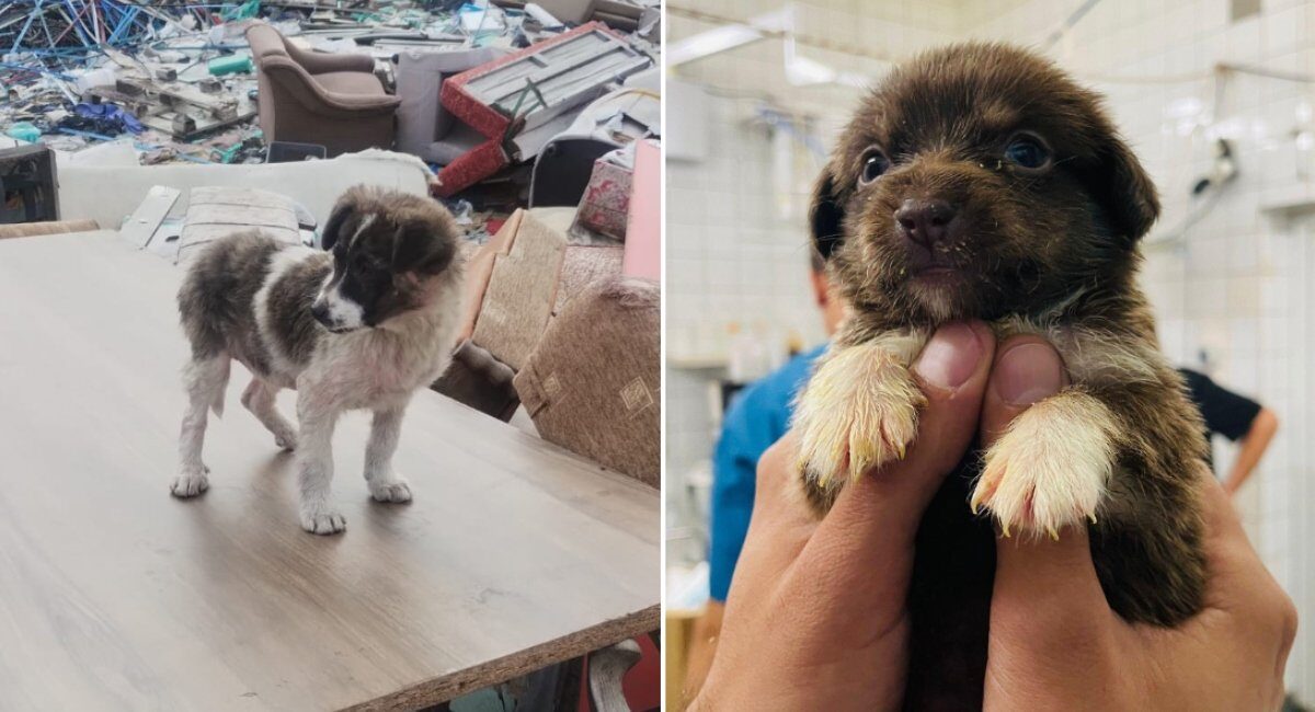 Autoritatea pentru Supravegherea și Protecția Animalelor (ASPA) București a preluat peste 600 de câini abandonați de pe domeniul public în primele trei luni ale acestui an, conform datelor oficiale