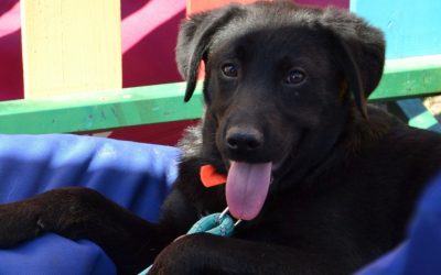 ASPA București organizează un târg de adopții de căței în Parcul Circului Bucureștenii iubitori de animale sunt așteptați duminică, 5 aprilie, în Parcul Circului, între orele 10:00 și 16:00, la primul târg de adopții de căței organizat de Autoritatea pentru Supravegherea și Protecția Animalelor (ASPA) București în acest an