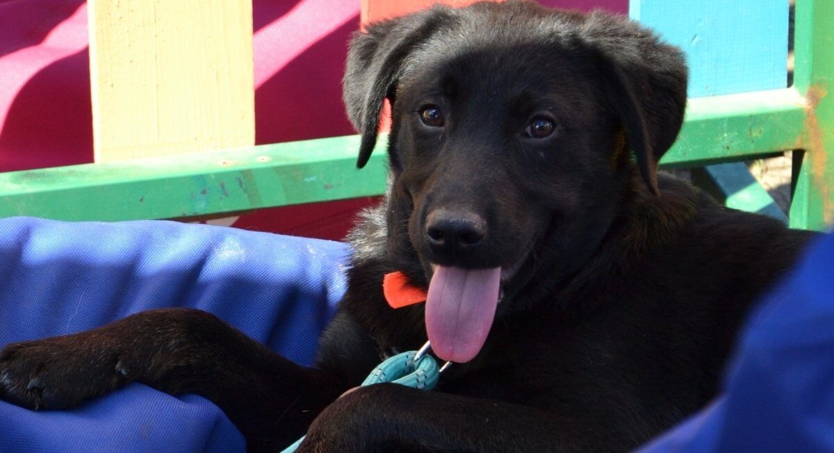 ASPA București organizează un târg de adopții de căței în Parcul Circului Bucureștenii iubitori de animale sunt așteptați duminică, 5 aprilie, în Parcul Circului, între orele 10:00 și 16:00, la primul târg de adopții de căței organizat de Autoritatea pentru Supravegherea și Protecția Animalelor (ASPA) București în acest an