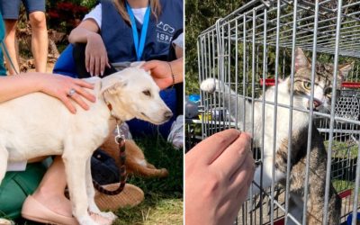 A.S.P.A. Anunță: Când poți adopta un cățel sau o pisică