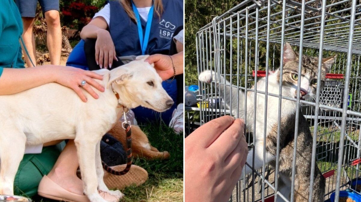 A.S.P.A. Anunță: Când poți adopta un cățel sau o pisică