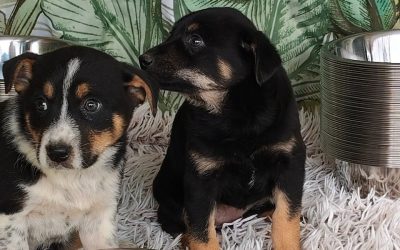 Adăposturile ASPA, închise de Paște: Când revin la programul normal?